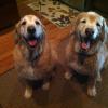 Two Dogs