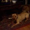 Dog Laying Down