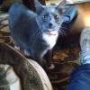 Gray Cat