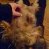 Petting Dog