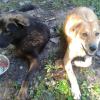 Two Dogs Outside