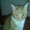 Blonde Cat