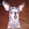 Small Dog