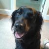 Black Dog