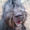 Shaggy Dog