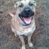 Happy Dog