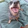 Dog on Towel
