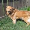 Dog Next to Fence