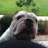 Bulldog