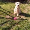 Dog with Toy