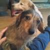 Petting Small Dog