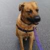 Walking Dog