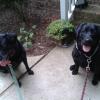 Black Dogs Walking