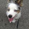 Blue-eyed Dog