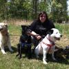 Five Dogs