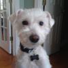 White Dog