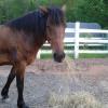 Brown Horse