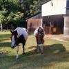 Two Horses