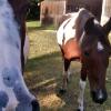 Brown and White Horses