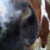 Horse Nose