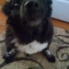 Black and White Dog