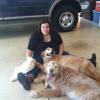 Long Haired Blonde Dogs