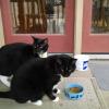 Black and White Cats