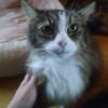 White Chest Cat