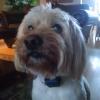 Small Brown Face Dog