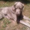 Brown Dog