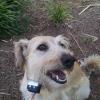 Happy Small Dog
