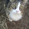 Green Eyed Cat