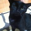 Scratching Black Cat