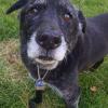 Older Dog