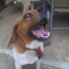 Dog Posing for Picture