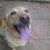 Tongue Hanging Out