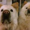 Chows