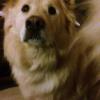 Chows