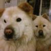 Chows