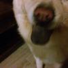 Chows
